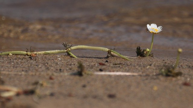 Téléchargement gratuit Blossom Bloom Bank - photo ou image gratuite à modifier avec l'éditeur d'images en ligne GIMP