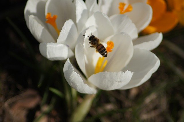 Free download Blossom Bloom Bee -  free photo or picture to be edited with GIMP online image editor