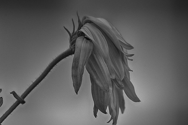 Kostenloser Download Blossom Bloom Black White - kostenloses Foto oder Bild zur Bearbeitung mit GIMP Online-Bildbearbeitung