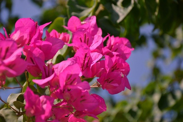 Free download blossom bloom bougainvillea flower free picture to be edited with GIMP free online image editor