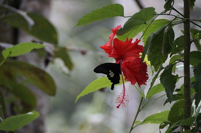 Free download Blossom Bloom Butterfly -  free photo or picture to be edited with GIMP online image editor