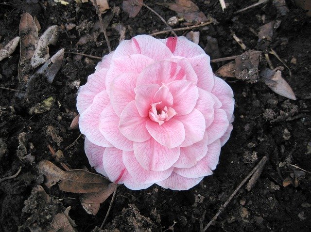 Free download Blossom Bloom Camellia -  free photo or picture to be edited with GIMP online image editor