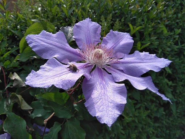 Free download Blossom Bloom Clematis -  free photo or picture to be edited with GIMP online image editor