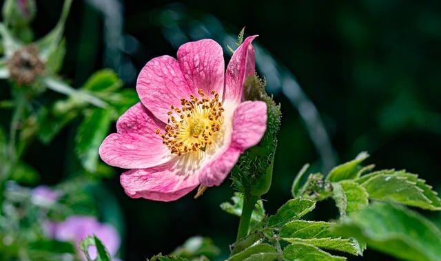 Free download blossom bloom flower plant nature free picture to be edited with GIMP free online image editor