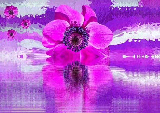 Download grátis Blossom Bloom Flower Poppy - ilustração gratuita a ser editada com o editor de imagens online gratuito GIMP