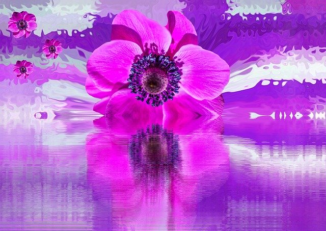 Free download Blossom Bloom Flower Poppy -  free illustration to be edited with GIMP free online image editor
