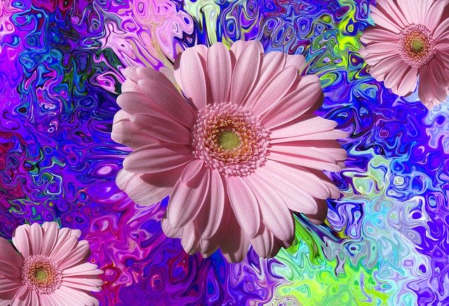 Gratis download Blossom Bloom Flowers - gratis foto of afbeelding om te bewerken met GIMP online afbeeldingseditor