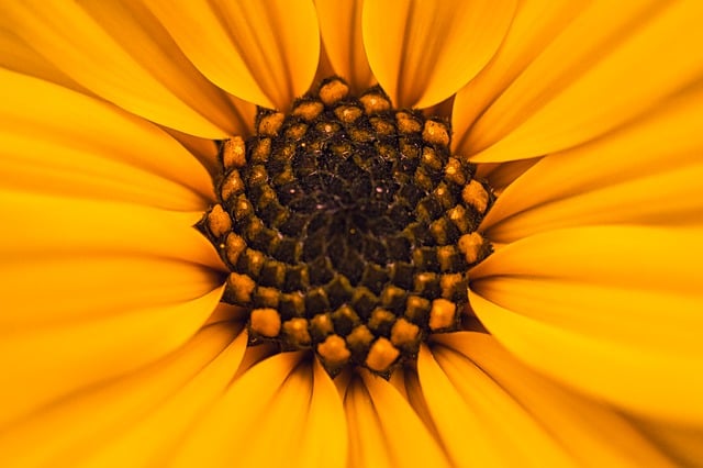Free download blossom bloom flower yellow free picture to be edited with GIMP free online image editor