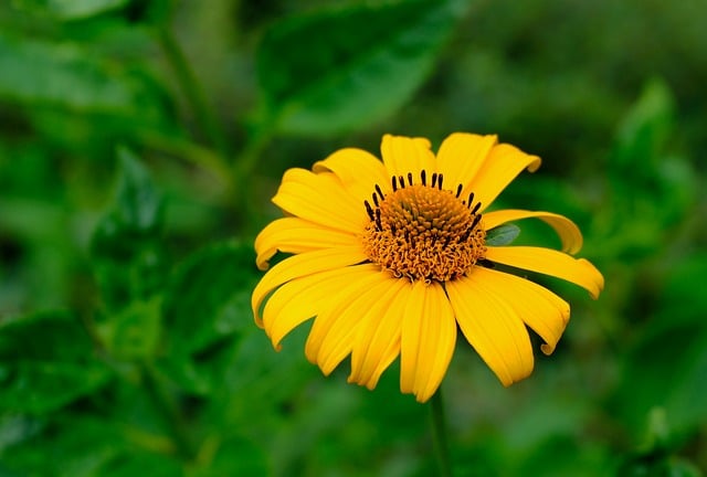 Free download blossom bloom flower yellow green free picture to be edited with GIMP free online image editor