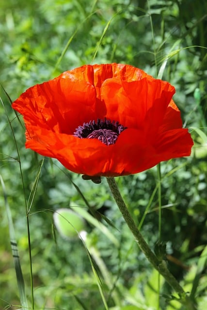 Free download blossom bloom garden poppy free picture to be edited with GIMP free online image editor