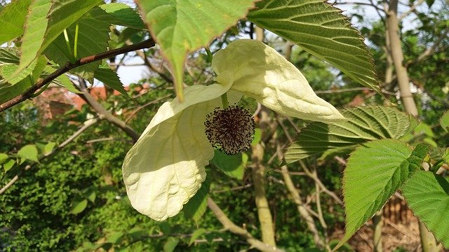 Free download Blossom Bloom Handkerchief Tree -  free photo or picture to be edited with GIMP online image editor