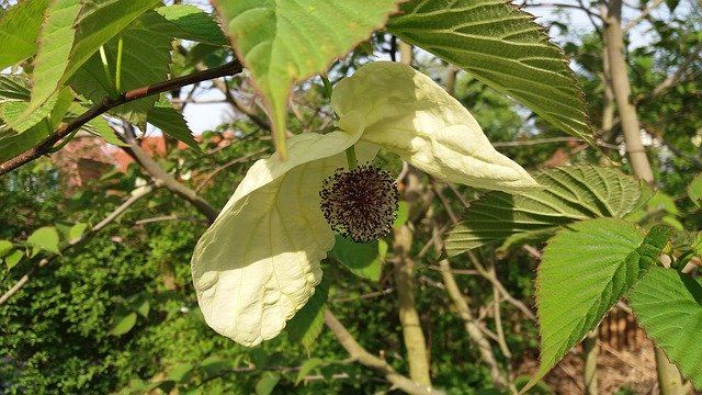 Unduh gratis Blossom Bloom Handkerchief Tree - foto atau gambar gratis untuk diedit dengan editor gambar online GIMP