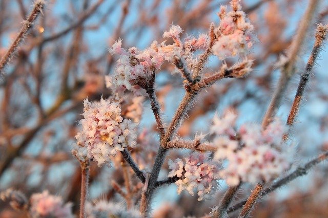 Free download Blossom Bloom Hoarfrost -  free photo or picture to be edited with GIMP online image editor