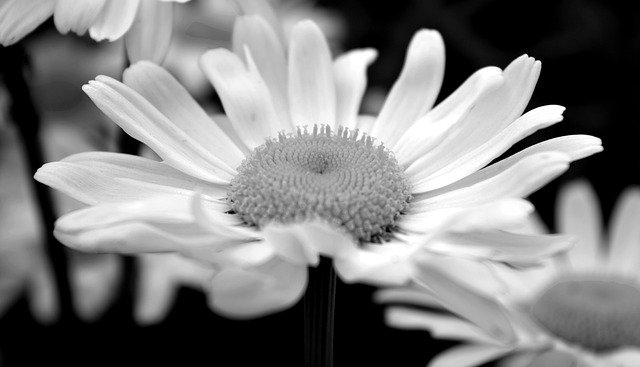 Muat turun percuma Blossom Bloom Marguerite Flower - foto atau gambar percuma untuk diedit dengan editor imej dalam talian GIMP
