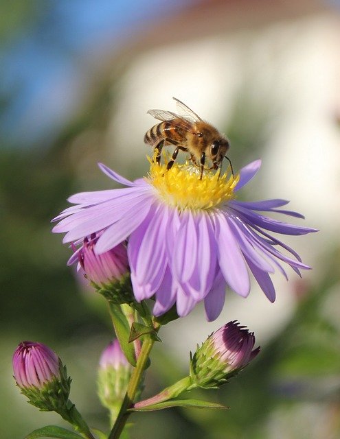 Muat turun percuma Blossom Bloom Nature - foto atau gambar percuma untuk diedit dengan editor imej dalam talian GIMP