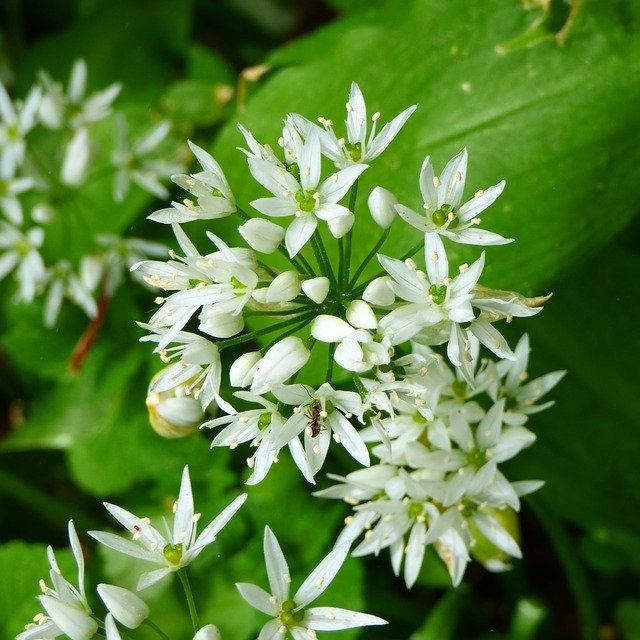 Téléchargement gratuit de Blossom Bloom Open - photo ou image gratuite à éditer avec l'éditeur d'images en ligne GIMP