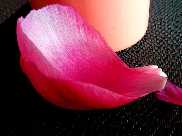 Free download Blossom Bloom Petal -  free photo or picture to be edited with GIMP online image editor