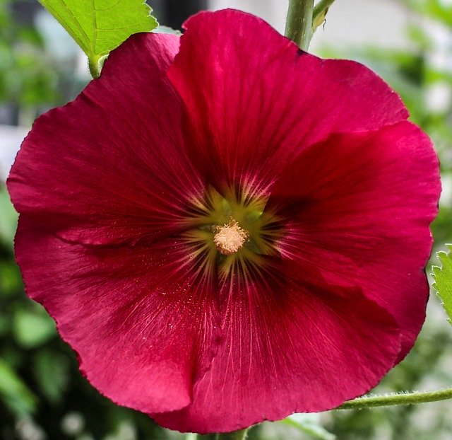 Unduh gratis Blossom Bloom Petals - foto atau gambar gratis untuk diedit dengan editor gambar online GIMP
