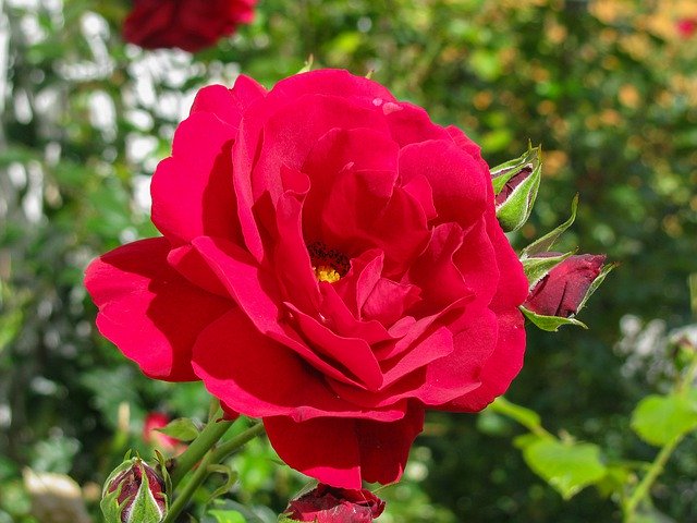 Безкоштовно завантажте Blossom Bloom Red - безкоштовну безкоштовну фотографію чи зображення для редагування за допомогою онлайн-редактора зображень GIMP