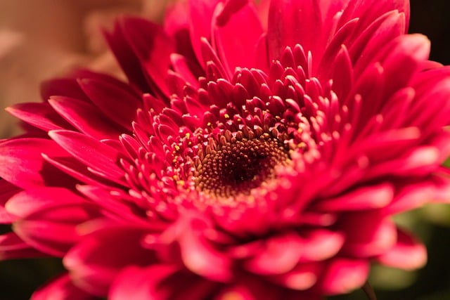 Free download blossom bloom red gerbera love free picture to be edited with GIMP free online image editor