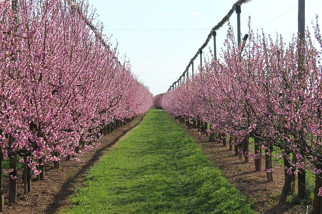 Скачать бесплатно Blossom Bloom Sky - бесплатное фото или изображение для редактирования с помощью онлайн-редактора изображений GIMP