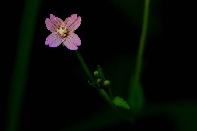 Безкоштовно завантажте Blossom Bloom Small - безкоштовну фотографію чи зображення для редагування за допомогою онлайн-редактора зображень GIMP