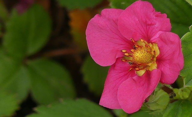 Descărcare gratuită Blossom Bloom Strawberry - fotografie sau imagini gratuite pentru a fi editate cu editorul de imagini online GIMP