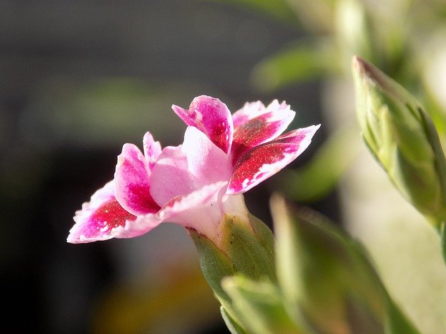 Bezpłatne pobieranie Blossom Bloom Summer - bezpłatne zdjęcie lub obraz do edycji za pomocą internetowego edytora obrazów GIMP