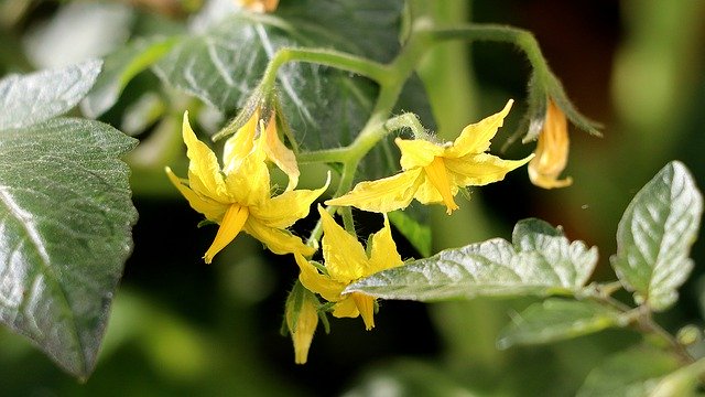 Free download Blossom Bloom Tomato -  free photo or picture to be edited with GIMP online image editor