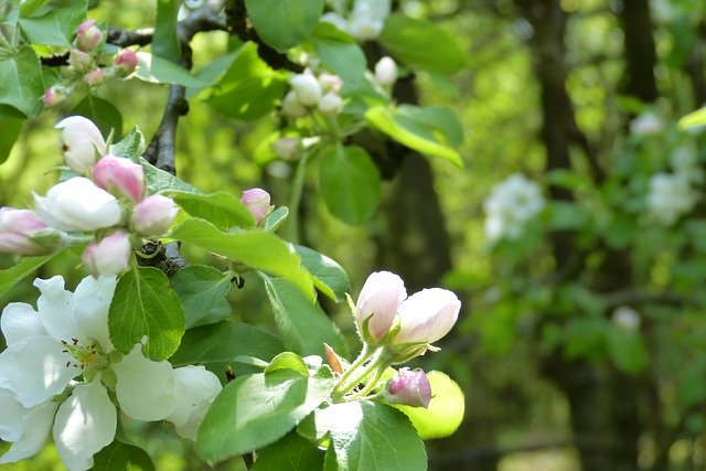 Free download Blossom Bloom Tree -  free photo or picture to be edited with GIMP online image editor