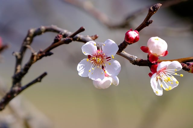 Free download blossom bloom tree apricot spring free picture to be edited with GIMP free online image editor