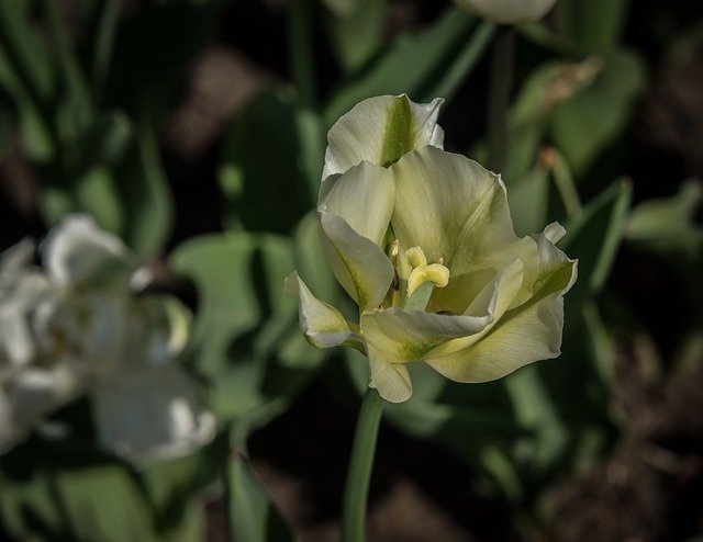 Kostenloser Download Blossom Bloom Tulip - kostenloses Foto oder Bild zur Bearbeitung mit GIMP Online-Bildbearbeitung