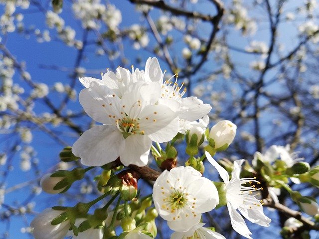 Free download Blossom Cherry Flora Blue -  free free photo or picture to be edited with GIMP online image editor