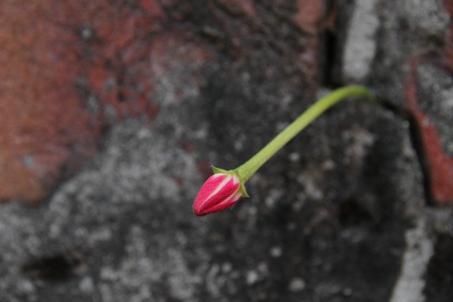 Tải xuống miễn phí Blossom Flower Nature - chỉnh sửa ảnh hoặc ảnh miễn phí miễn phí bằng trình chỉnh sửa ảnh trực tuyến GIMP