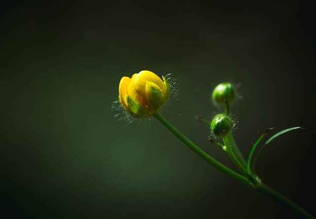 הורדה בחינם של Blossom Flower Plant תבנית תמונה בחינם לעריכה עם עורך התמונות המקוון GIMP