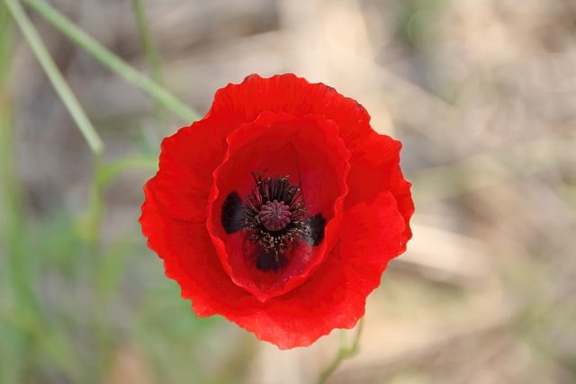 Free download blossom flower poppy plant nature free picture to be edited with GIMP free online image editor