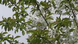 Free download Blossom Flowers Tree -  free video to be edited with OpenShot online video editor