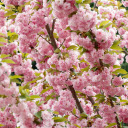 Blossoming Cherry Tree  screen for extension Chrome web store in OffiDocs Chromium