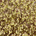 Blossoming Tree  screen for extension Chrome web store in OffiDocs Chromium