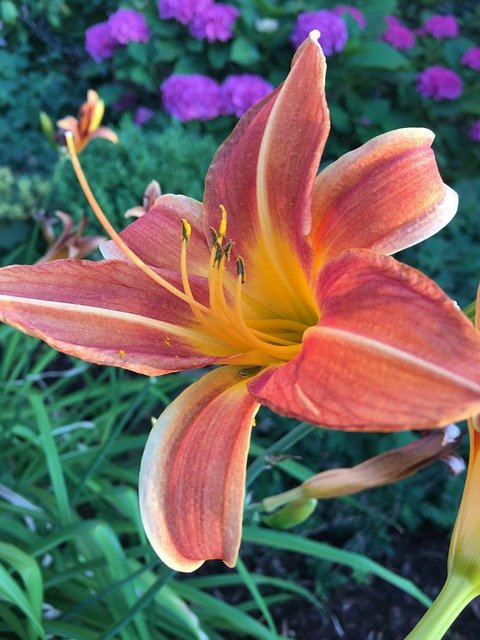 ດາວໂຫຼດຟຣີ Blossom Lily Flower - ຮູບພາບຫຼືຮູບພາບທີ່ບໍ່ເສຍຄ່າເພື່ອແກ້ໄຂດ້ວຍຕົວແກ້ໄຂຮູບພາບອອນໄລນ໌ GIMP