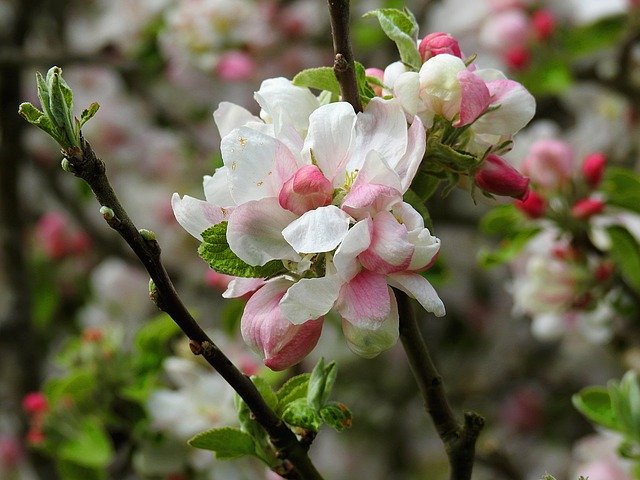 Kostenloser Download Blossom Nature Bloom - kostenloses Foto oder Bild zur Bearbeitung mit GIMP Online-Bildbearbeitung