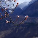 Blossoms and Mountains  screen for extension Chrome web store in OffiDocs Chromium