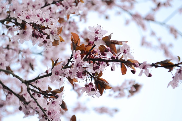 Free download blossoms blood plum bloom tree free picture to be edited with GIMP free online image editor