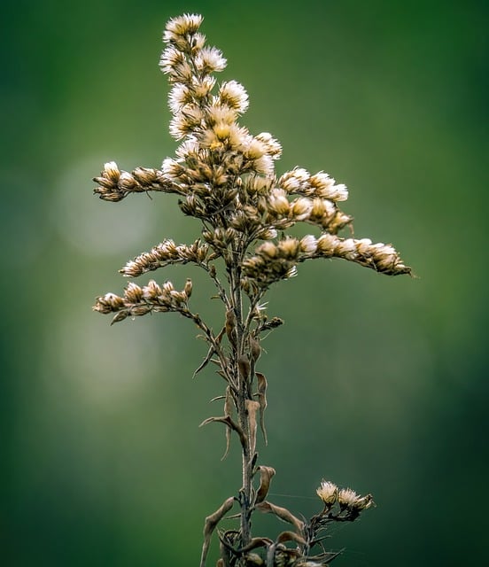 Free download blossoms bud plant nature flora free picture to be edited with GIMP free online image editor