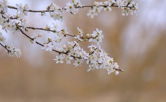 Free download blossoms flowering branch blackthorn free picture to be edited with GIMP free online image editor