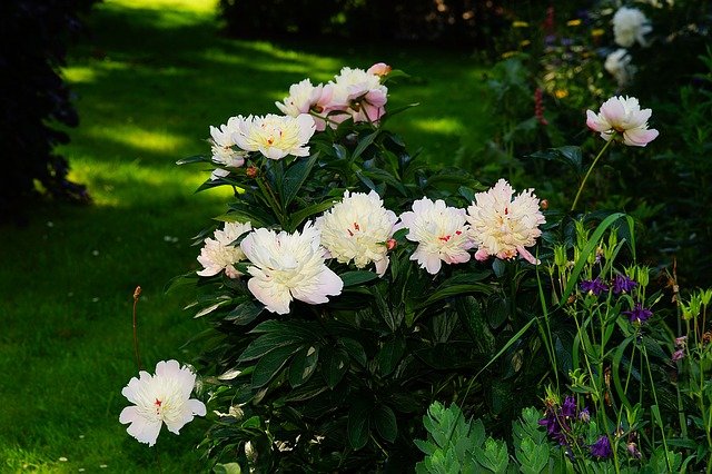 Free download blossoms flower peonies garden free picture to be edited with GIMP free online image editor