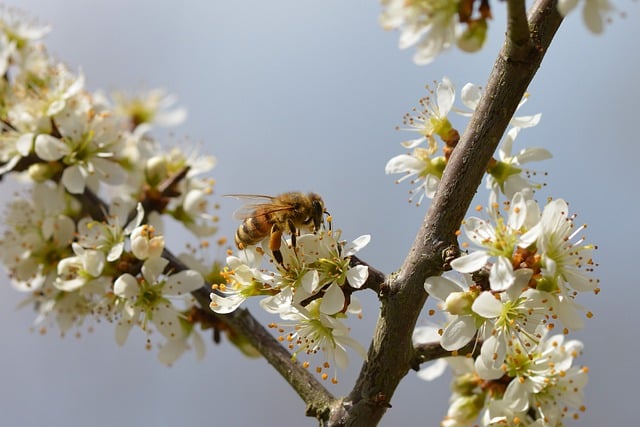 Free download blossoms honey bee pollination tree free picture to be edited with GIMP free online image editor