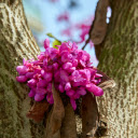 Blossoms on the Bark  screen for extension Chrome web store in OffiDocs Chromium