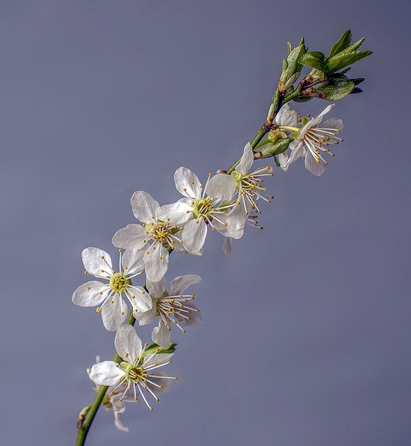 Free download Blossom Spring Bloom -  free photo or picture to be edited with GIMP online image editor
