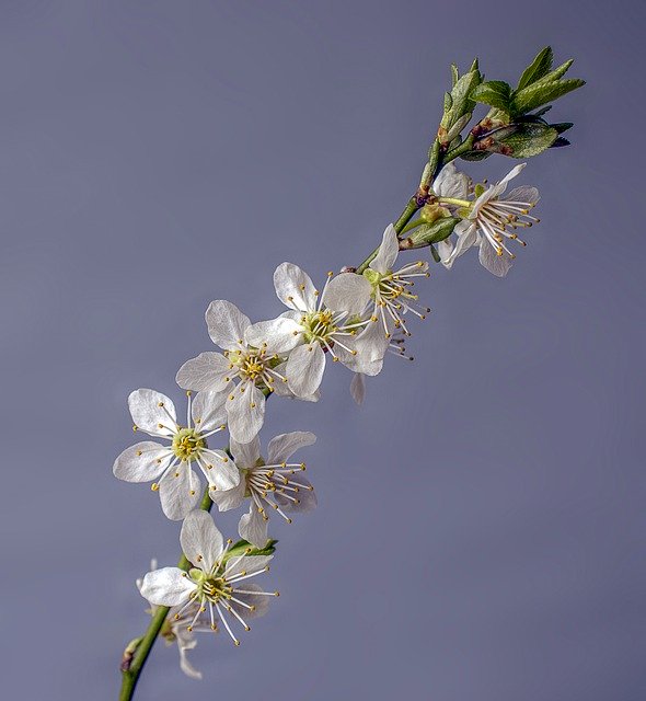 Descărcare gratuită Blossom Spring Bloom - fotografie sau imagini gratuite pentru a fi editate cu editorul de imagini online GIMP